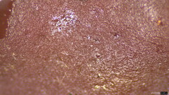 Ascocoryne cylichnium