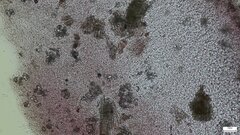 Ascocoryne cylichnium