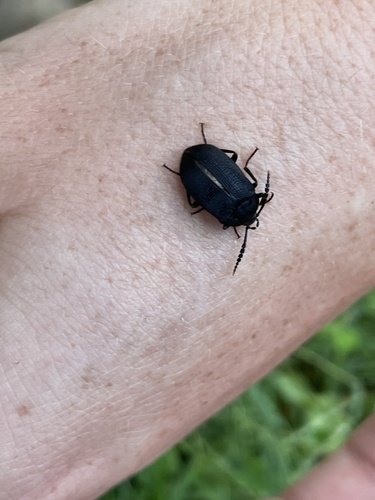Velvety bark beetle photo 5