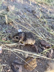 Chaetodipus penicillatus