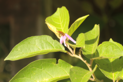 Solanum subinerme