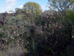 Isopogon divergens