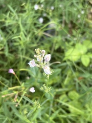 Linaria repens