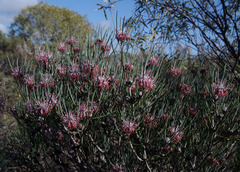 Isopogon divergens