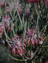 Isopogon divergens