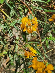 Pultenaea