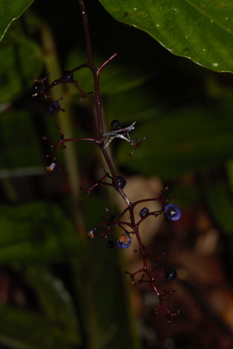 Palicourea paniculata