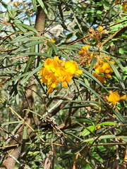 Pultenaea