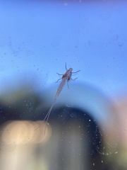 Ephemeroptera