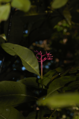 Palicourea amapaensis