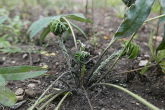 Macrosiphum albifrons