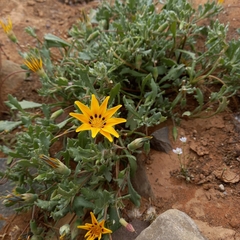 Gazania lichtensteinii
