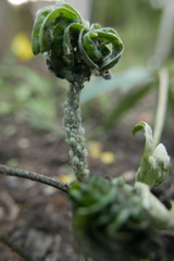 Macrosiphum albifrons
