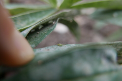 Macrosiphum albifrons