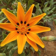 Gazania lichtensteinii