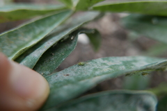 Macrosiphum albifrons