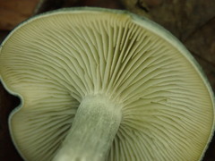 Clitocybe odora