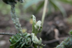 Macrosiphum albifrons