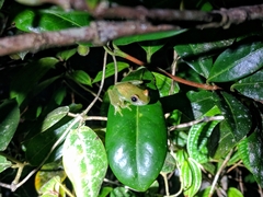 Boophis viridis