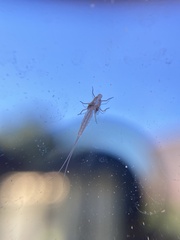 Ephemeroptera