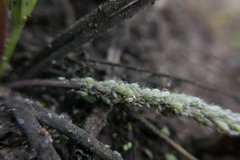 Macrosiphum albifrons