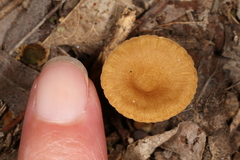 Crepidotus subfulviceps