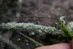 Macrosiphum albifrons
