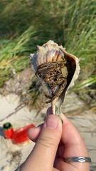 Clibanarius vittatus