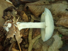 Clitocybe odora