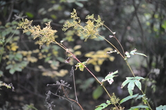 Filipendula ulmaria