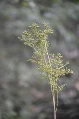 Filipendula ulmaria
