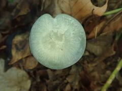 Clitocybe odora
