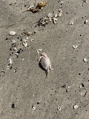 Metacarcinus gracilis