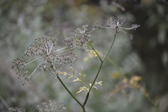 Peucedanum palustre