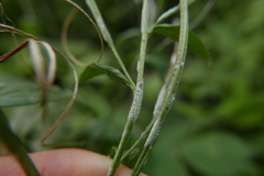 Podosphaera epilobii