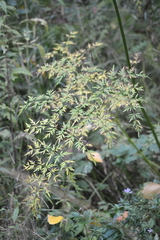 Peucedanum palustre