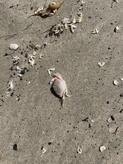 Metacarcinus gracilis