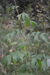 Filipendula ulmaria