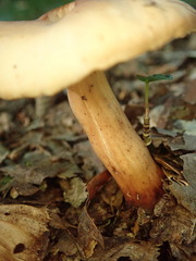 Gymnopus fusipes