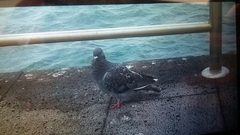 Columba livia domestica