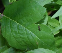 Cratichneumon paratus