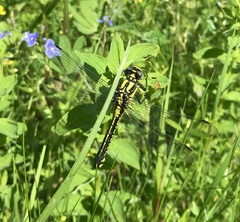 Gomphus vulgatissimus
