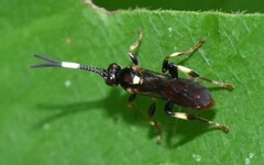 Cratichneumon paratus