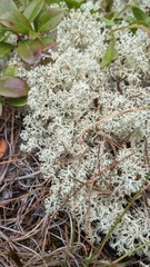 Cladonia rangiferina