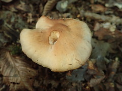 Gymnopus fusipes