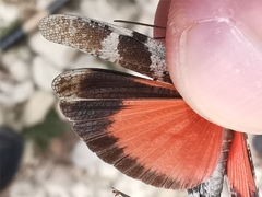 Oedipoda germanica