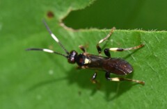 Cratichneumon paratus