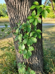 Parthenocissus
