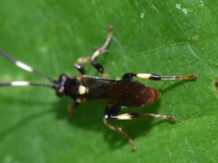 Cratichneumon paratus