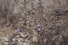 Limonium virgatum